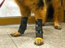 {{brizy_dc_image_alt imageSrc=