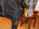 {{brizy_dc_image_alt imageSrc=