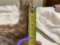{{brizy_dc_image_alt imageSrc=