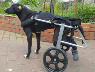 {{brizy_dc_image_alt imageSrc=