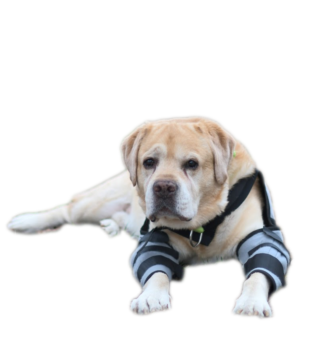 {{brizy_dc_image_alt imageSrc=