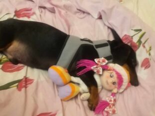 {{brizy_dc_image_alt imageSrc=